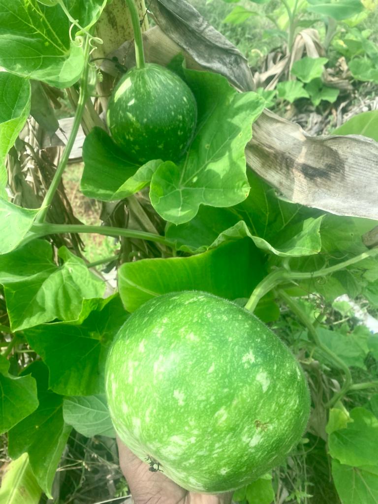 Satti Surai Seeds | Flat bottom Bottle Gourd