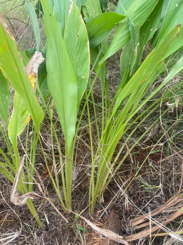 Organic Turmeric Seed | Manjal Roots