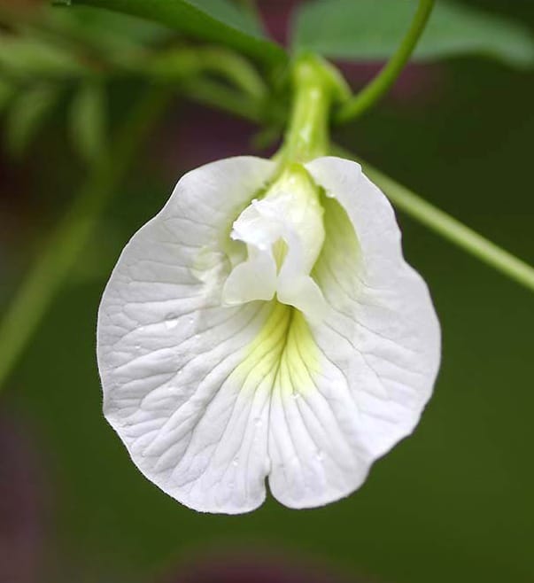 White Sangu Poo Seeds, Butterfly Pea