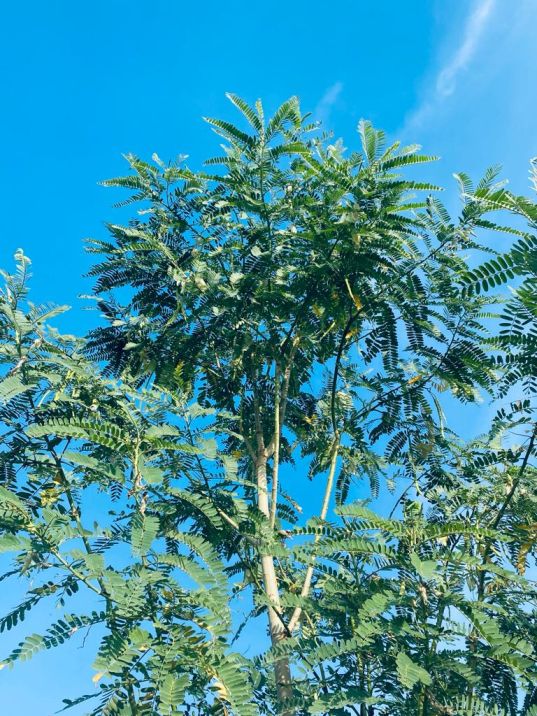 Agathi Seeds, Sesbania Grandiflora