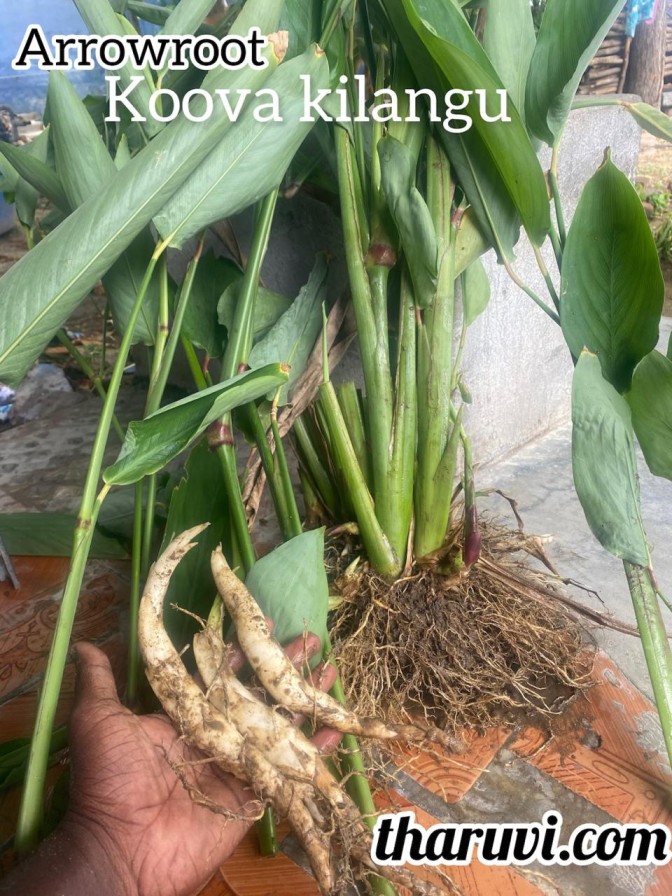 Arrowroot, Koova Kilangu Cuttings