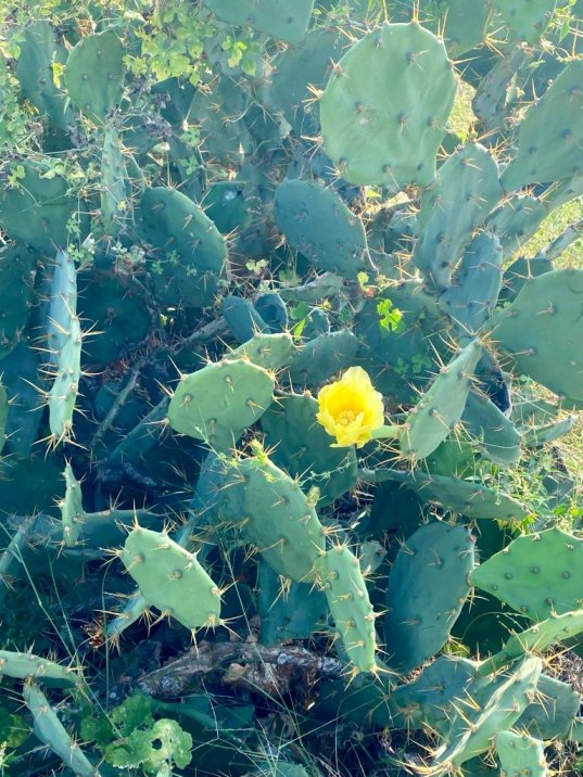 Prickly Pear Cactus , Chapathi Kalli Plant