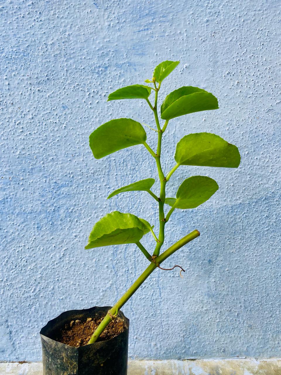 Leaf Pirandai Plant Cuttings, Leaf Veldt grape