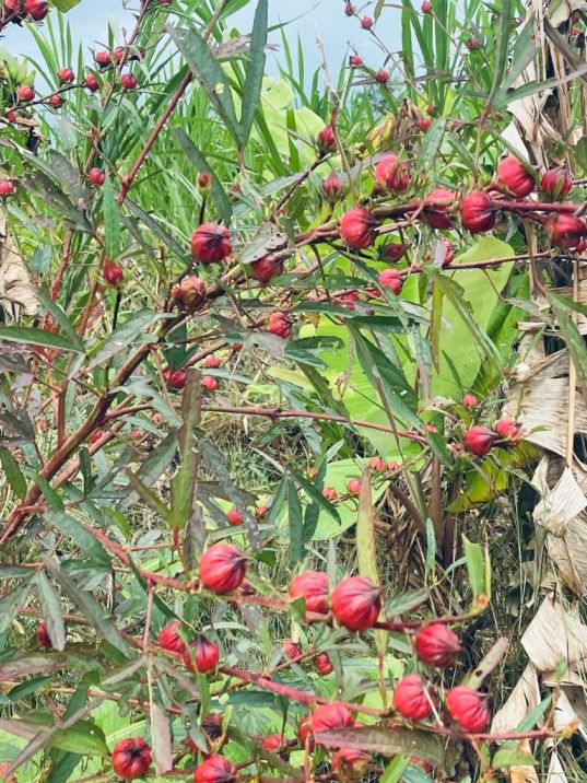 Jam Pulichakeerai Red, Roselle Seed