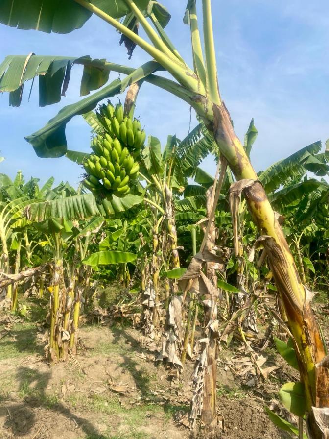 Kathali Banana Plant Sucker Country Variety rhizome
