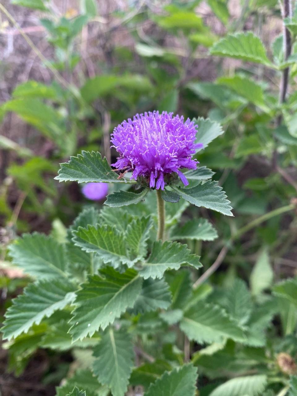 Kesavarthini cuttings, False Daisy, Bhringraj, Kehraj (Centratherum Punctatum)