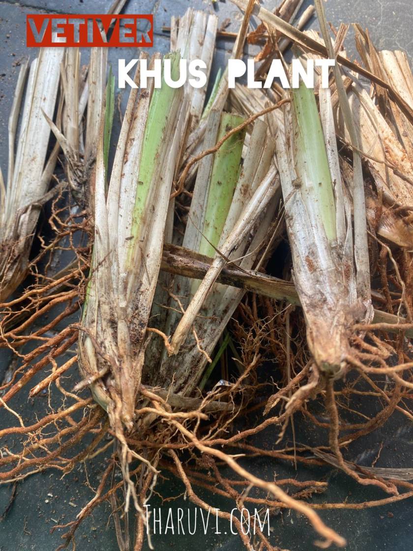 Vetiver Plant, Khus Plant, Chrysopogon Zizanioides, Wala