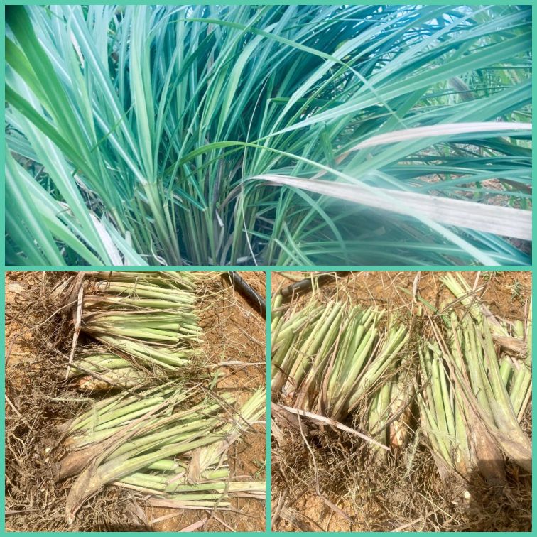 Lemongrass cuttings, Cymbopogon