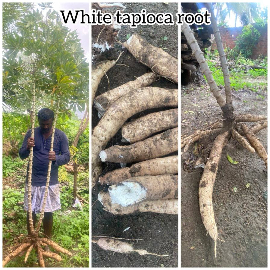 White Tapioca Stems, Vella Maravalli Kilangu, Kappa