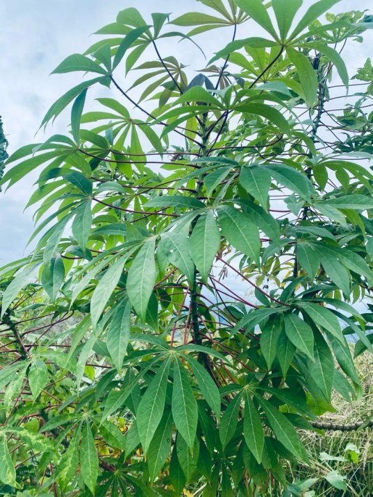 Maravalli Kilangu Stem Cuttings | Kappa Kilangu Tapioca Plant