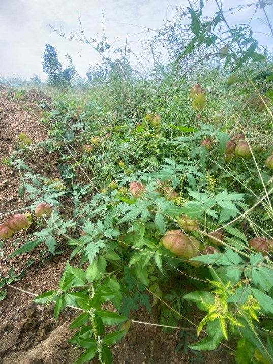 Mudakathan Keerai Seeds, Balloon Vine Seeds