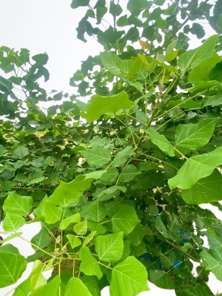 Mullu Murungai Plant Cuttings | Kalyana Murungai (Indian Coral Tree)