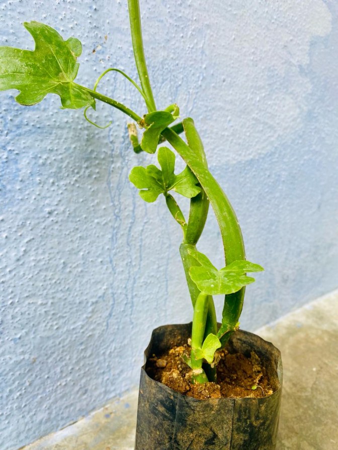 Muppirandai Plant , Cissus quadrangularis, 3 face pirandai