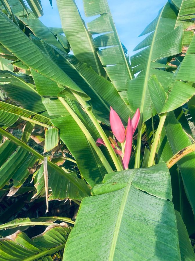 Musa Ornata Plant Flowering Green Banana Plant Suckers