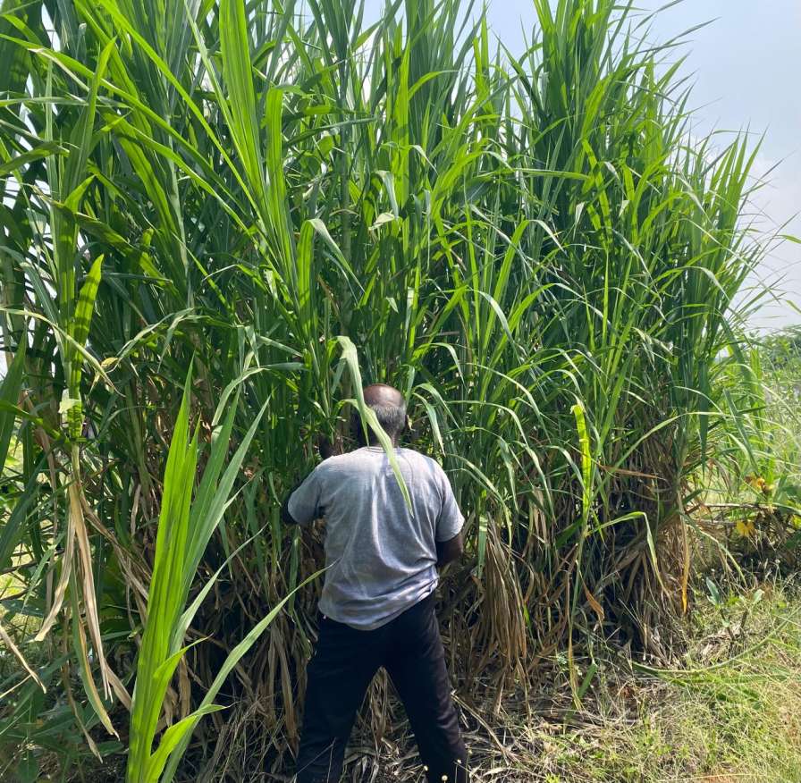 மக்காச்சோள நேப்பியர் கட்டை Makkacholam Napier Cuttings, Maize Cross Napier Stems
