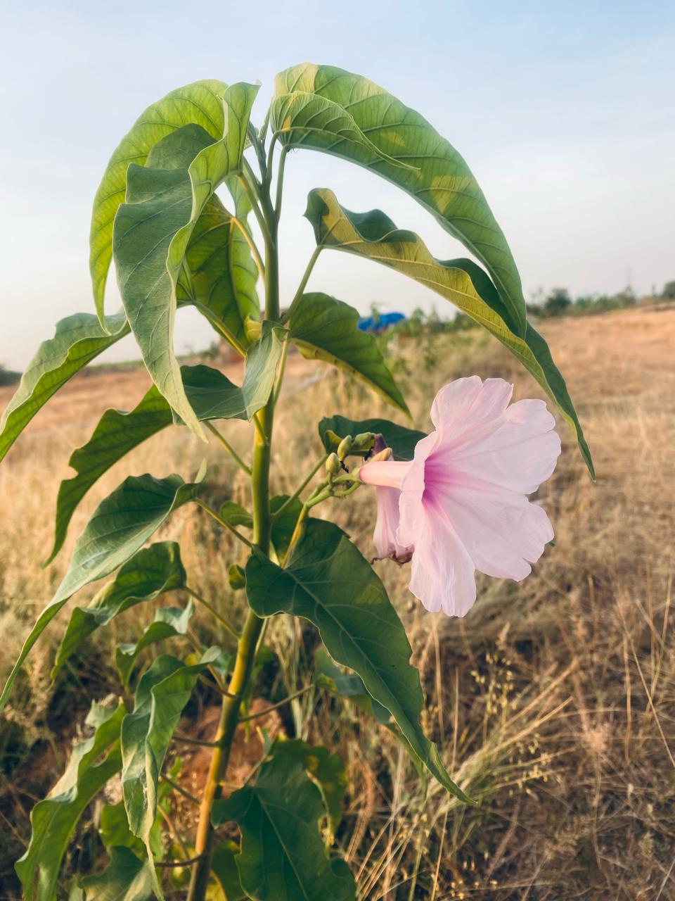 Neyveli Kattamanakku Plant Cuttings, Ipomoea carnea, the pink morning glory