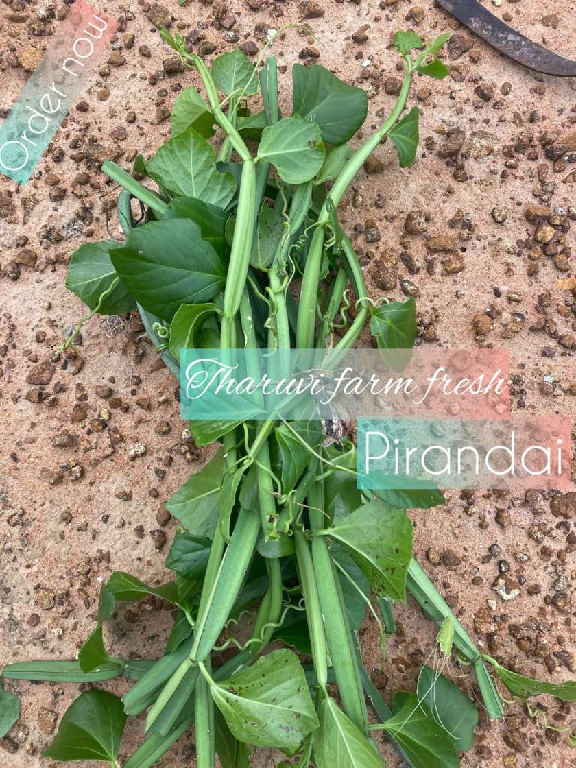 Fresh Pirandai Adamant Creeper, and Veldt Grape, Hadjod / பிரண்டை