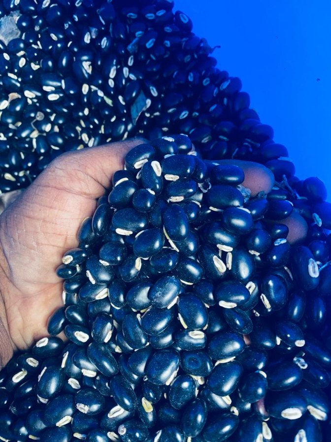 Tharuvi Organic Poonaikali, Mucuna Pruriensn Velvet Bean