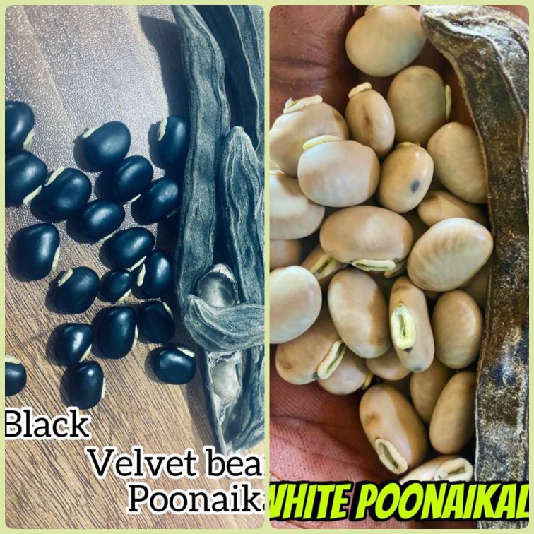 Poonaikali Seed / Velvet Bean (black, White Varieties)
