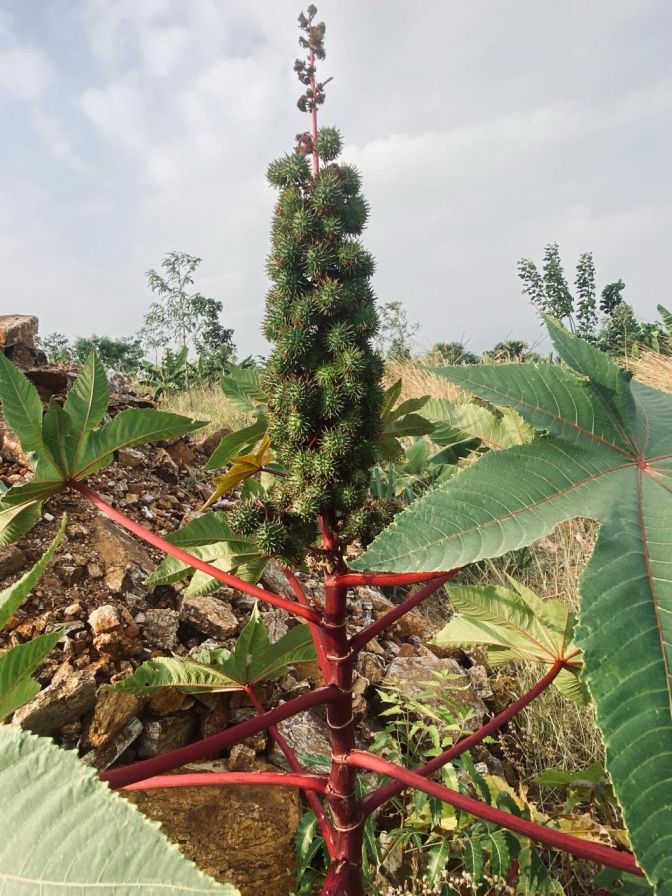 Red Castor Bean Seed, Sivappu Amanakku