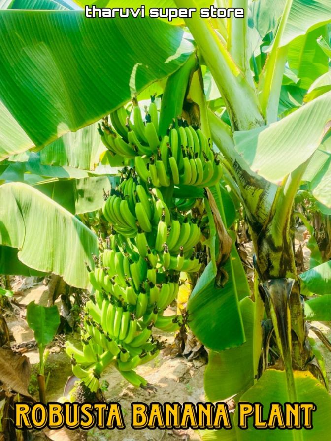 Robusta Banana / Green Banana Plant | Green Morris, Banana Sucker