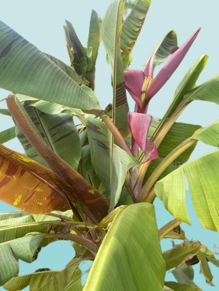 Purple Passion Flowering Banana Tree, Musa Bordelon, Rare Pink Ornamental Pot Red Banana Sucker