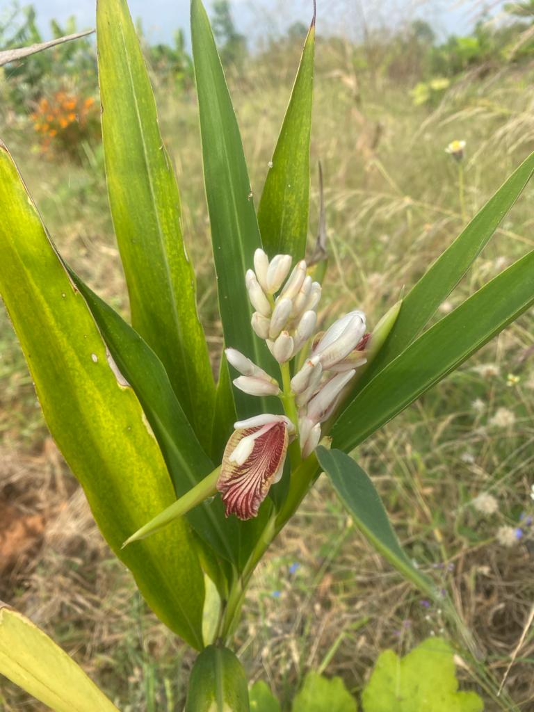 Sitharathai Plant / Alpinia Galanga Plant