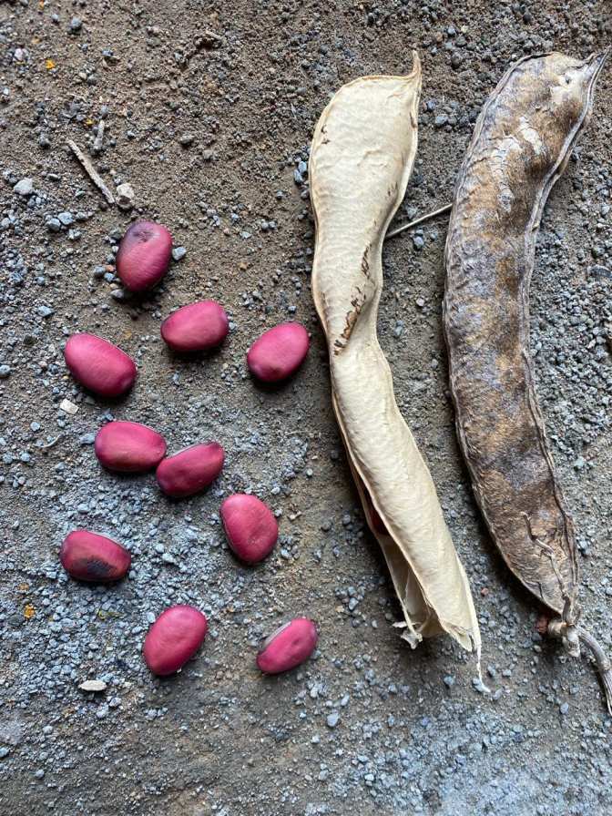 Sword Bean Seeds, Vaal Avarai Seeds