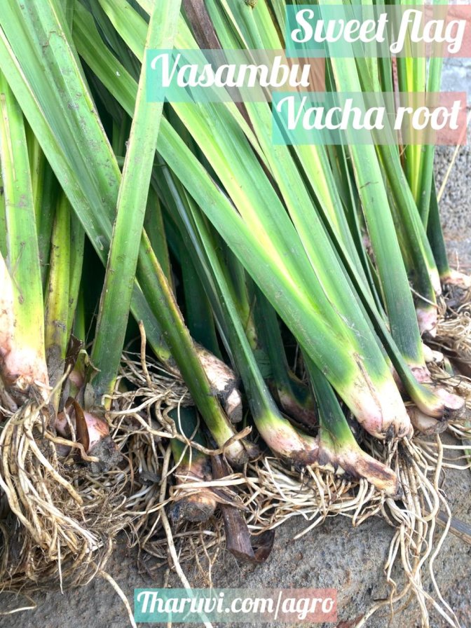 Vasambu, Vacha Root, Sweet Flag  Acorus Calamus Plant