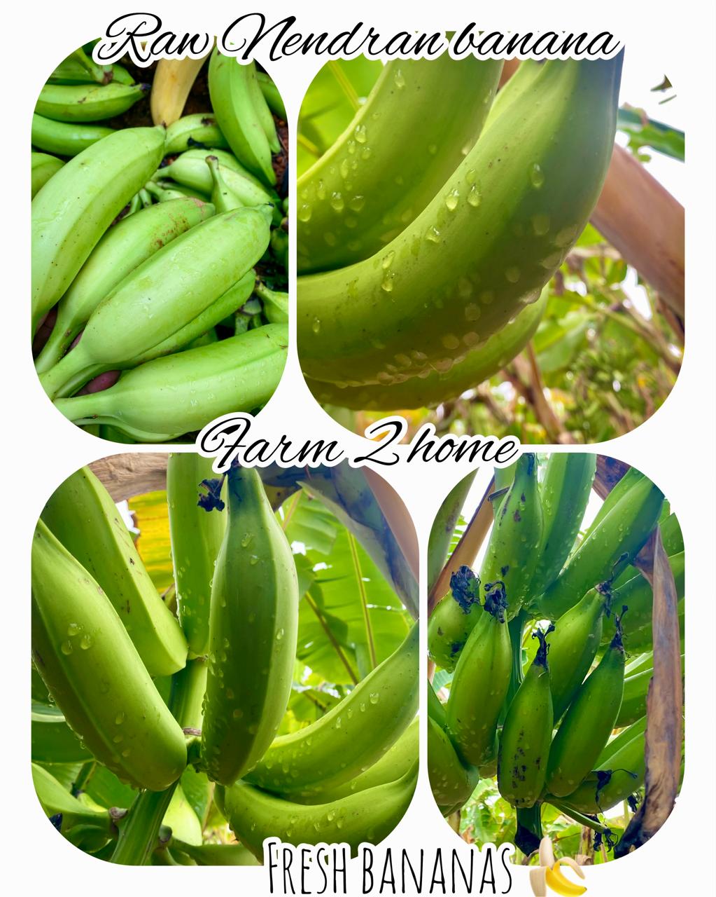 Organic Nendran Banana for Chips/fruit, Farm Fresh, Directly from Farm