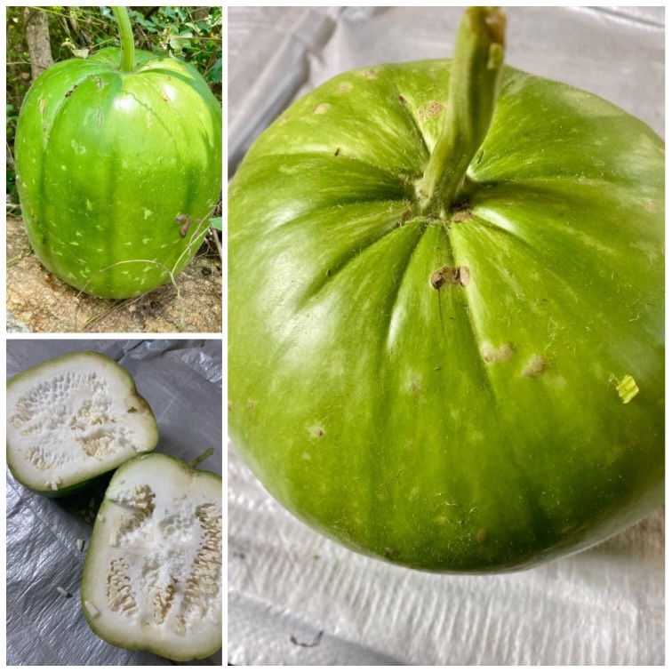 Vari Surai (Lined Bottle Gourd) – Rare Heirloom Variety