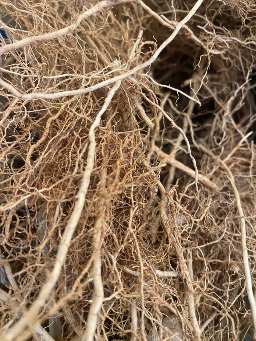 Vettiver Root | Natural Cooling Grass for Aromatherapy , Wellness