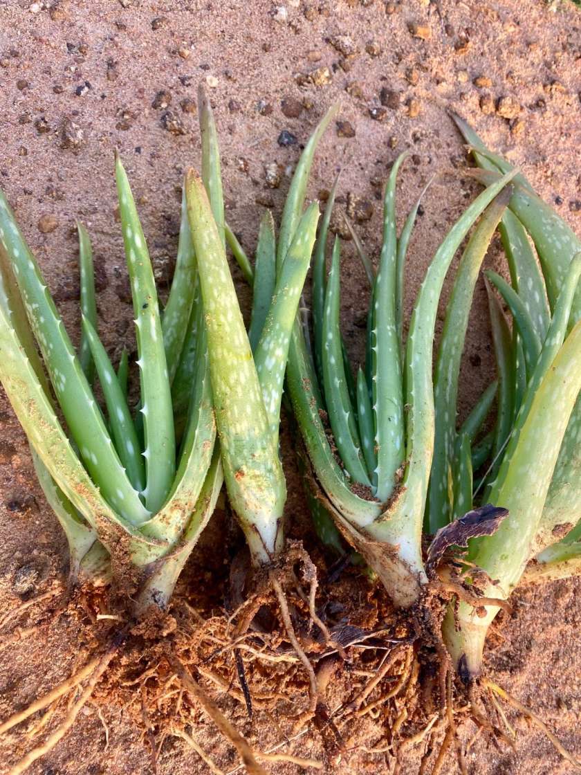 Aloe Vera Plant, Gritkumari, Sotru Katralai, Aloe barbadensis Miller