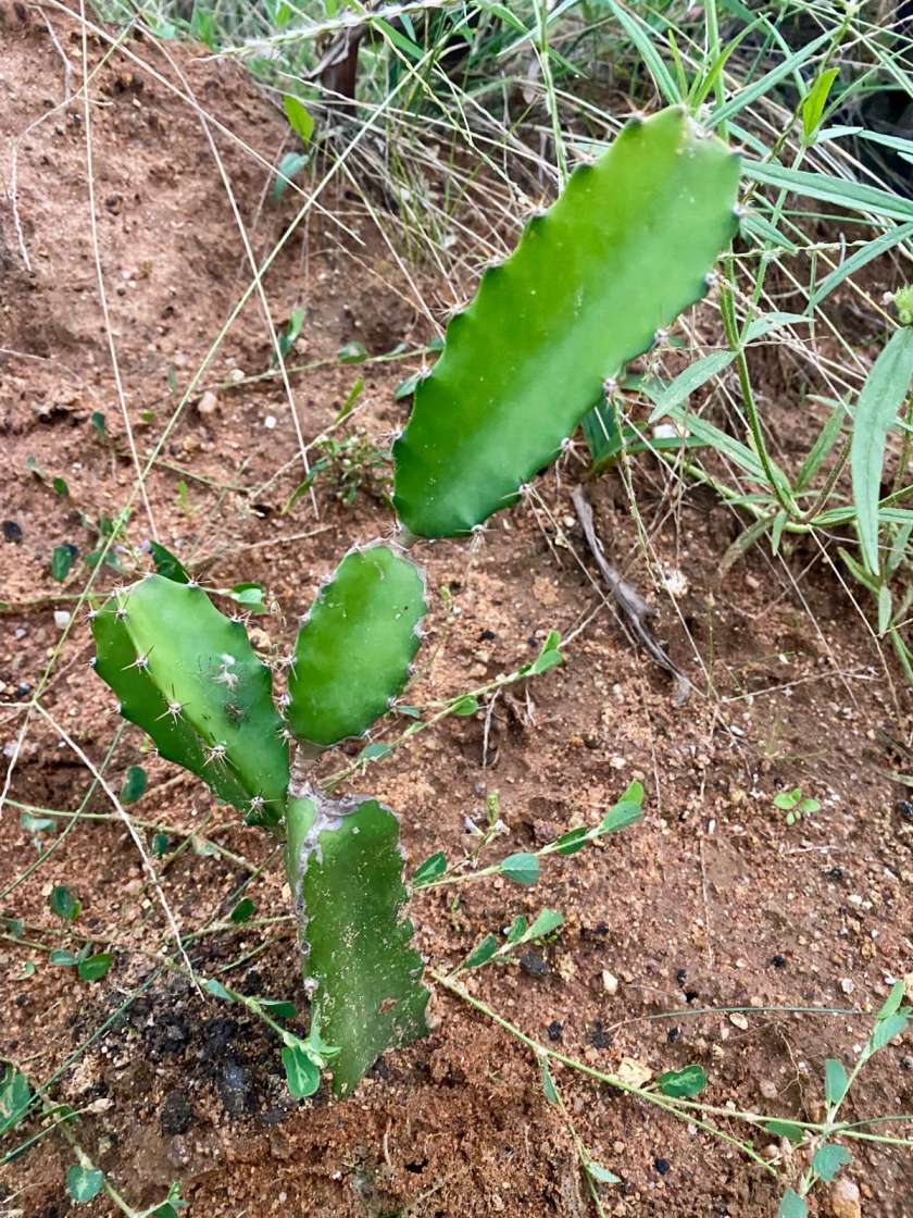 Dragon Fruit Plant (Pitaya) - Night-Blooming Cactus