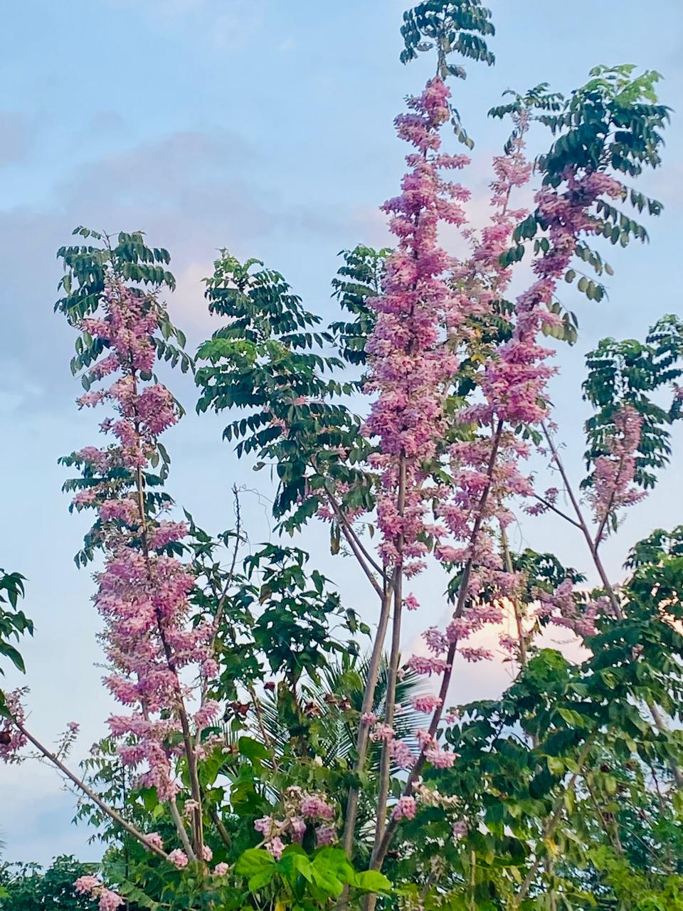 Border Plant Giliricidia Stems (Urakkondrai)
