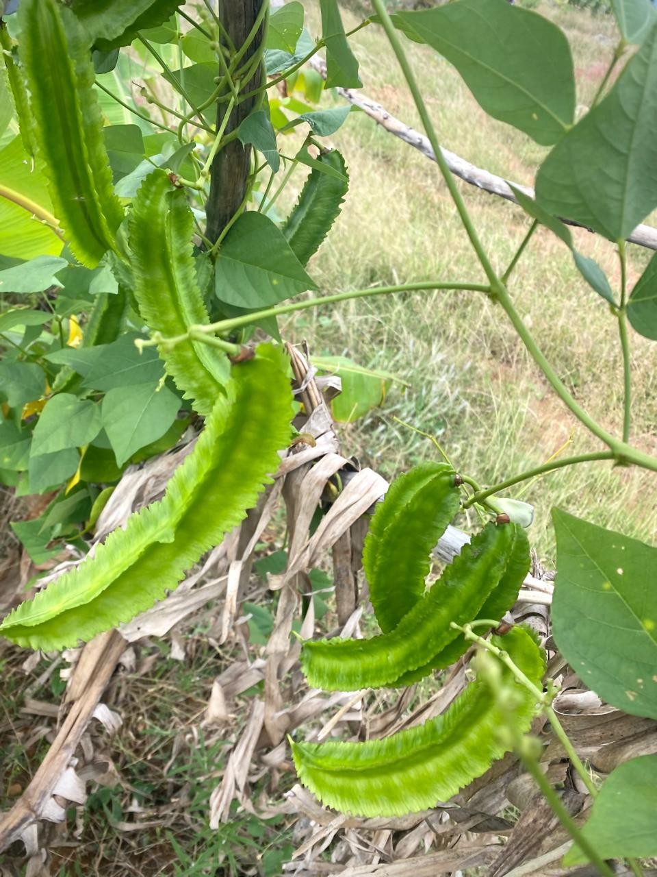 Winged Beans Green, Pachai Siragu Avarai Seeds