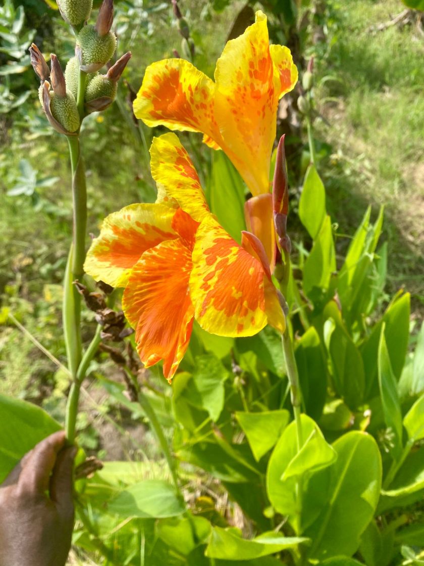 Yellow King Canna Lily Indian Shots, Sun Shine