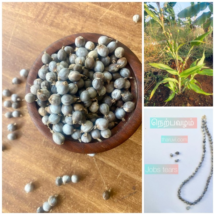 Nerpavalam Natural Jewel, Jobs tears Millet, adlay grains, Vaijeyanti Seed for Beads