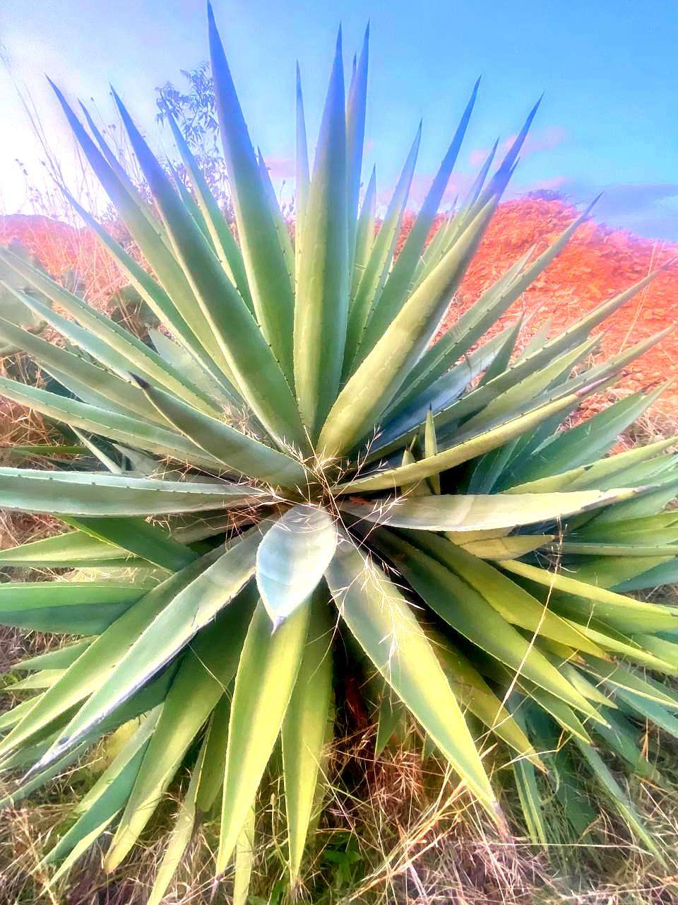 Eetti Kattralai Plant | Agave Plant Image | Herbal & Medicinal Uses