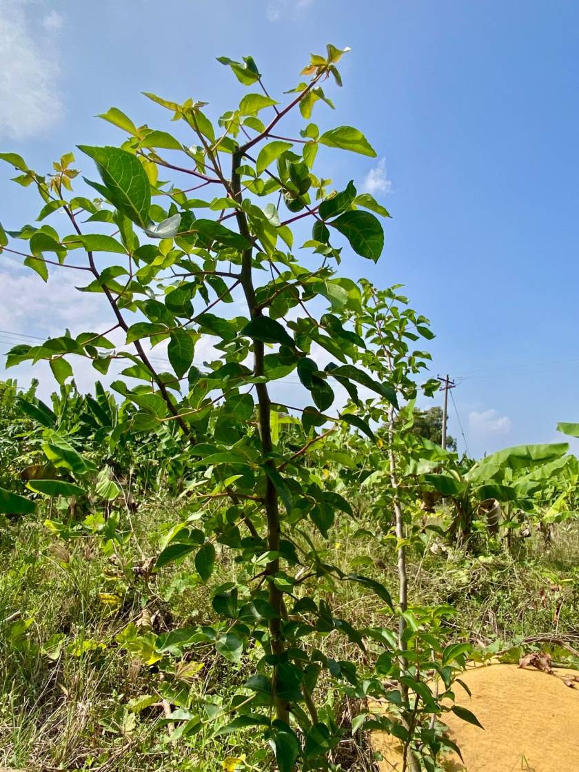 Kiluvai Cutting, Hill Mango, Commiphora caudata, Fence