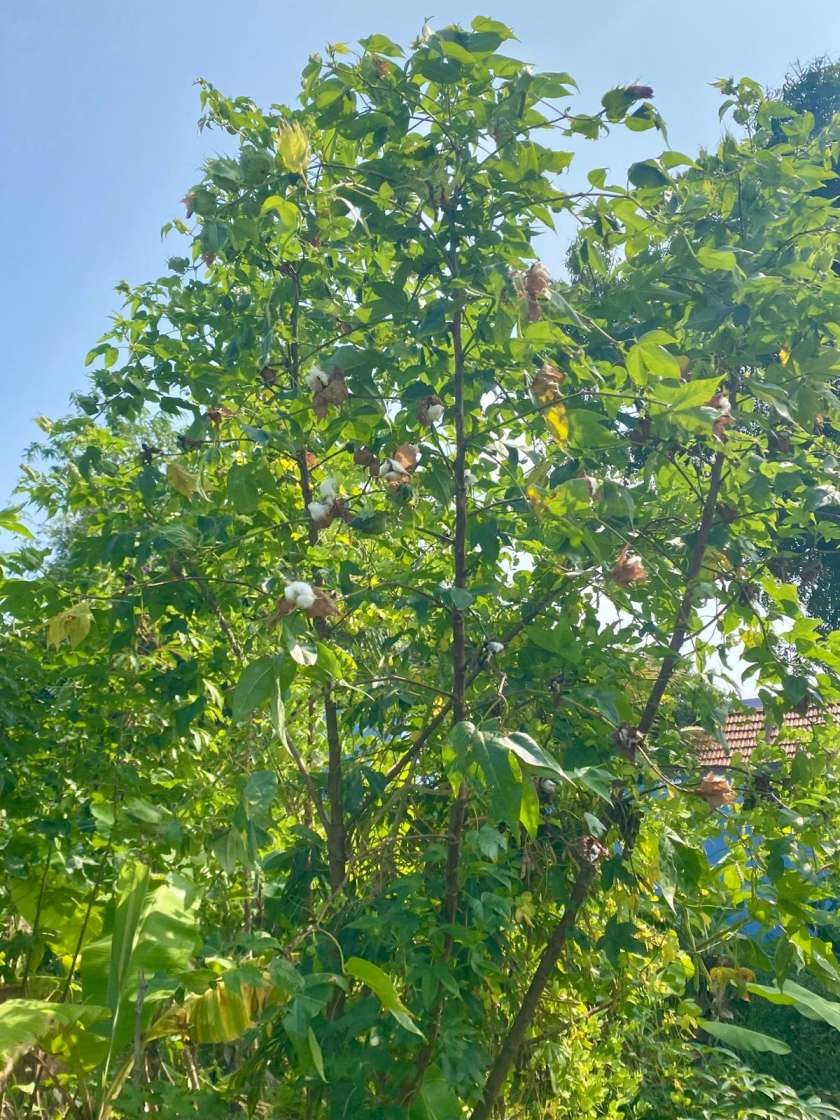 Organic Maraparuthi (Tree Cotton) Seeds – Traditional Perennial Heirloom Variety (Sadai Paruthi)