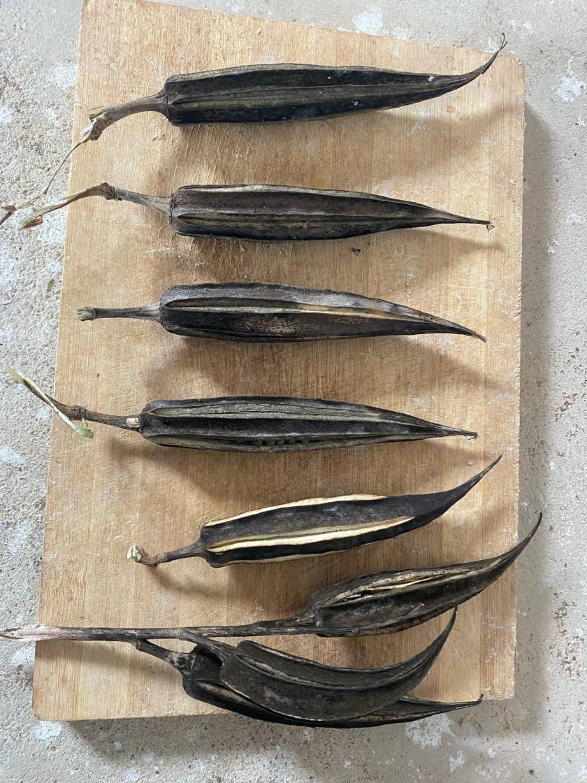 Mara Vendai Seed, Tree Ladies Finger Seed