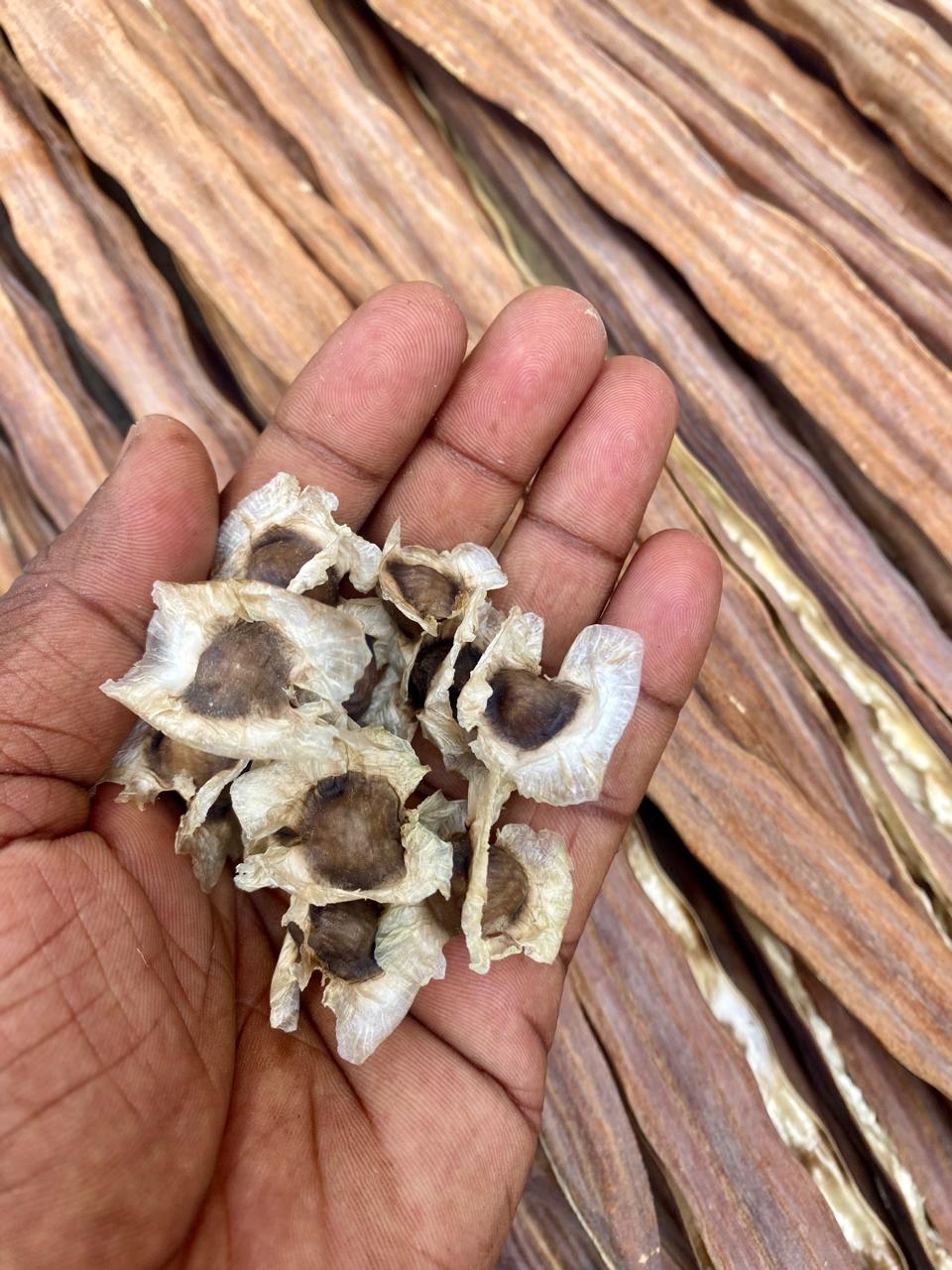 Murungai Seed, Moringa Easy Grow