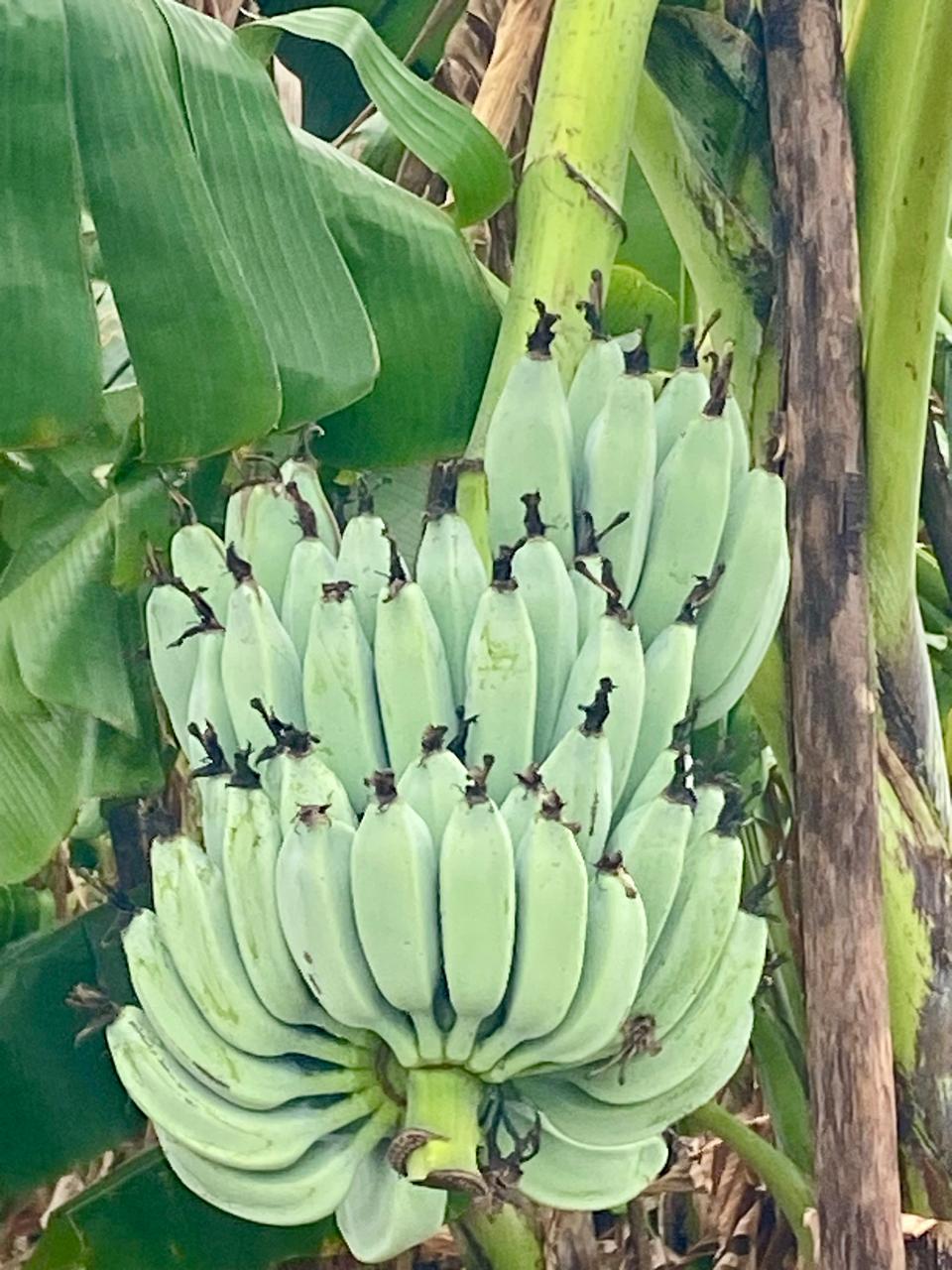 Gray Banana rhizome, Sambal Peyan Banana Sucker / Native Plant