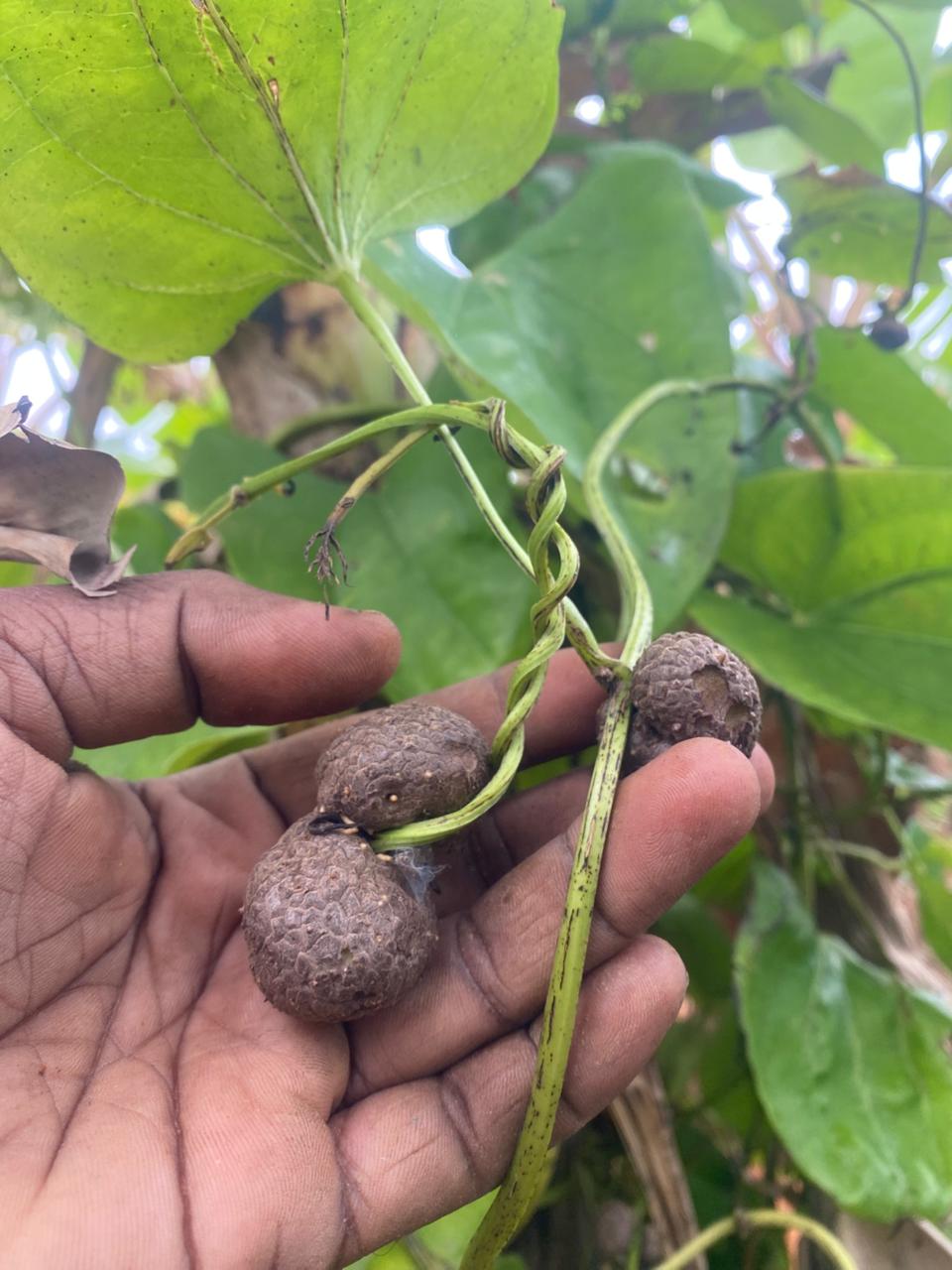 Rare Vetrilai Valli Kilangu, Air Potato, Air Yam, Bitter Yam, Cheeky Yam, Potato Yam, Aerial Yam