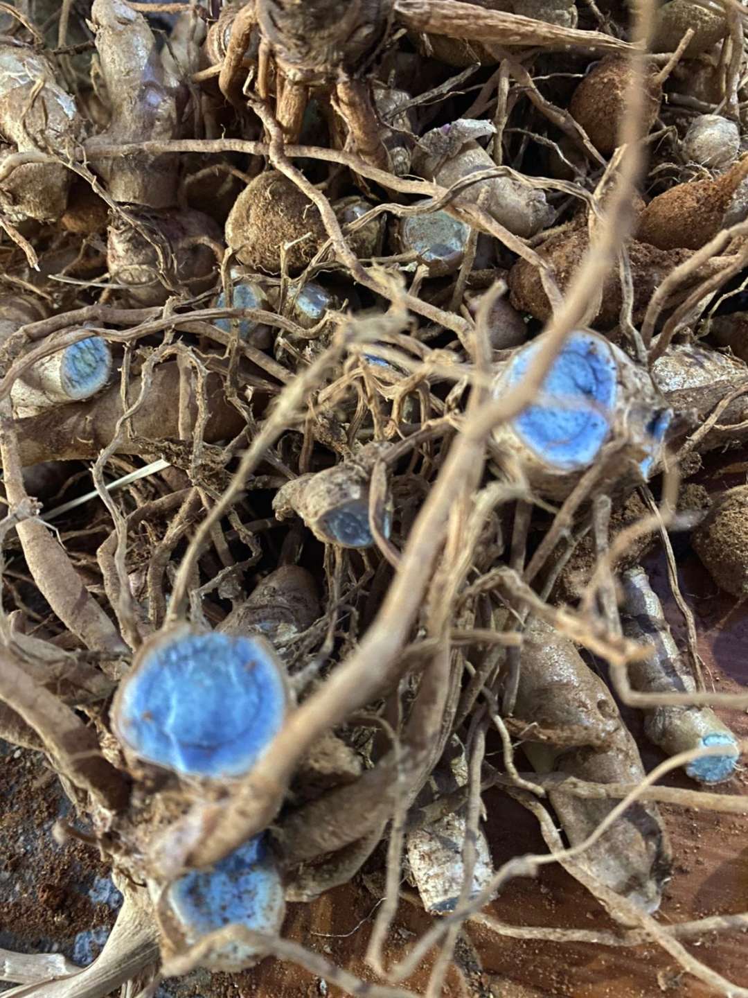 Karumanjal (Black Turmeric) - Rare Medicinal Rhizome