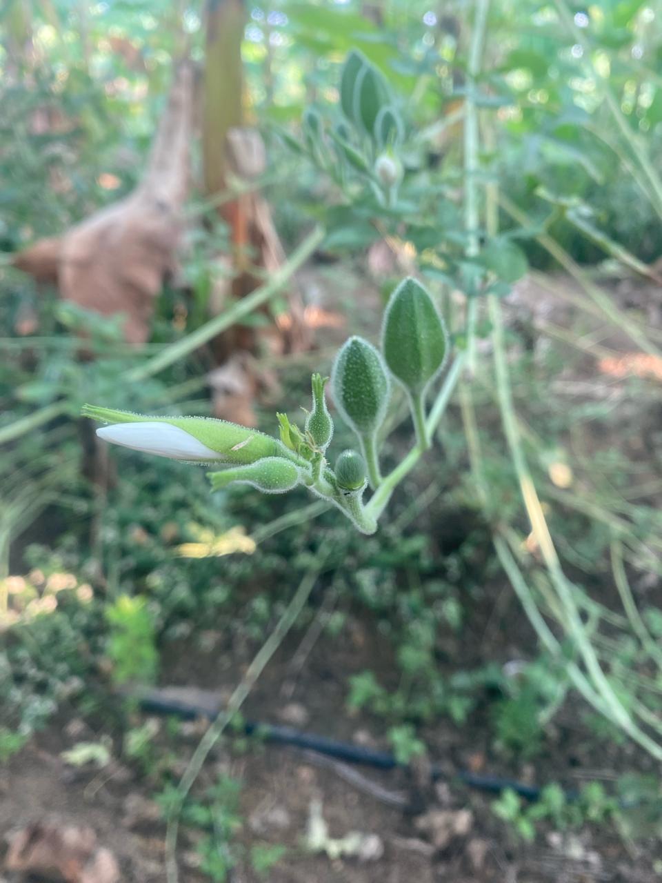 White Wild Musk Mallow Seeds (Abelmoschus ficulneus / Kattu Vendai / Jangli Bhindi) - Rare Heirloom Medicinal & Fiber Plant