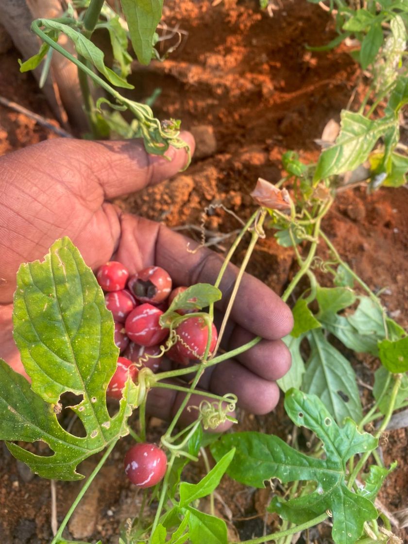 Linga Kovai Seeds, Shivlingi Beej, Diplocyclos palmatus, Aivirali, Shivalingi, Native Bryony, Marble Vine, Sacred Fertility Seeds