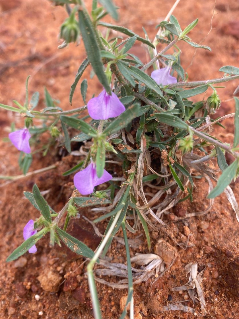Orithal Thamarai Plant, Spade Flower, Hybanthus Enneaspermus, Ratan Purush, Orilai Thamarai, Ratnapurusha, Live Medicinal Herb