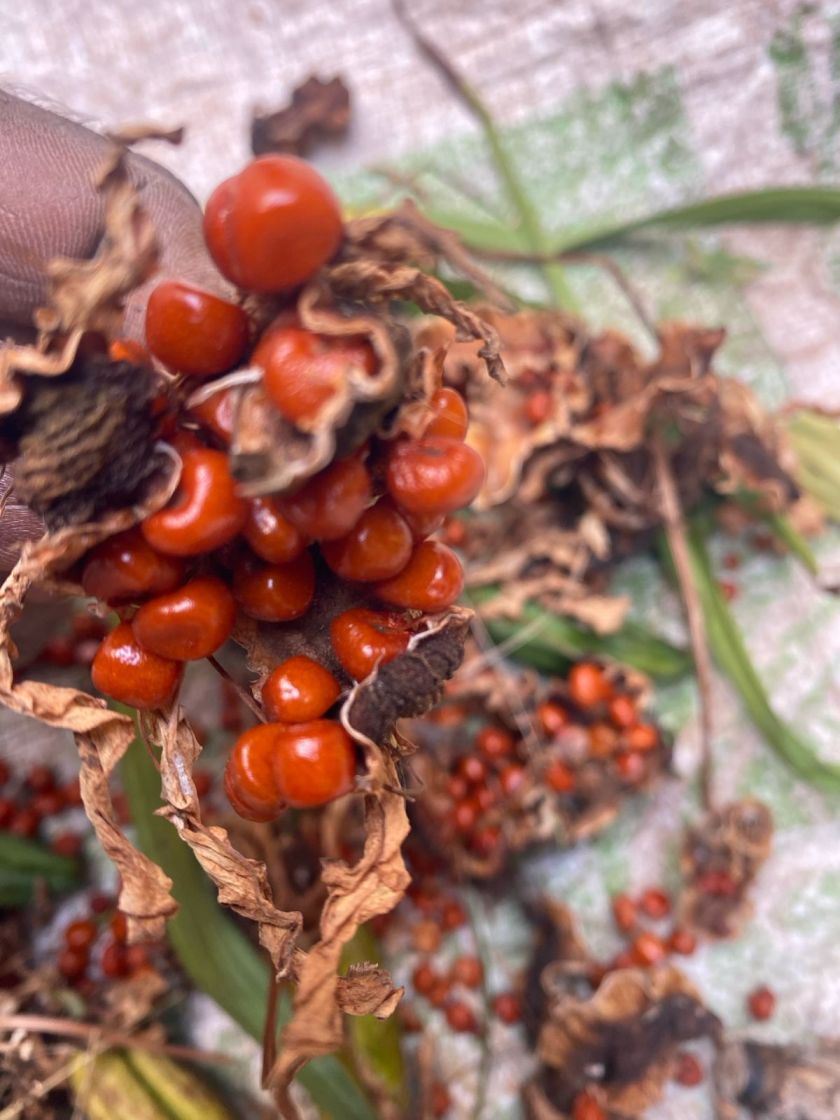 Gloriosa Superba Seeds (Senganthal / Flame Lily) - High Colchicine